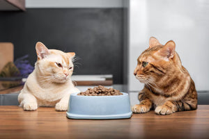 Healthy Feeding Creates Strong Pets